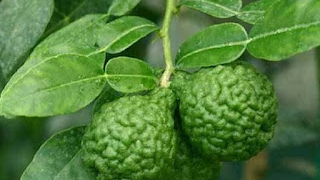 5 Manfaat Jeruk Purut