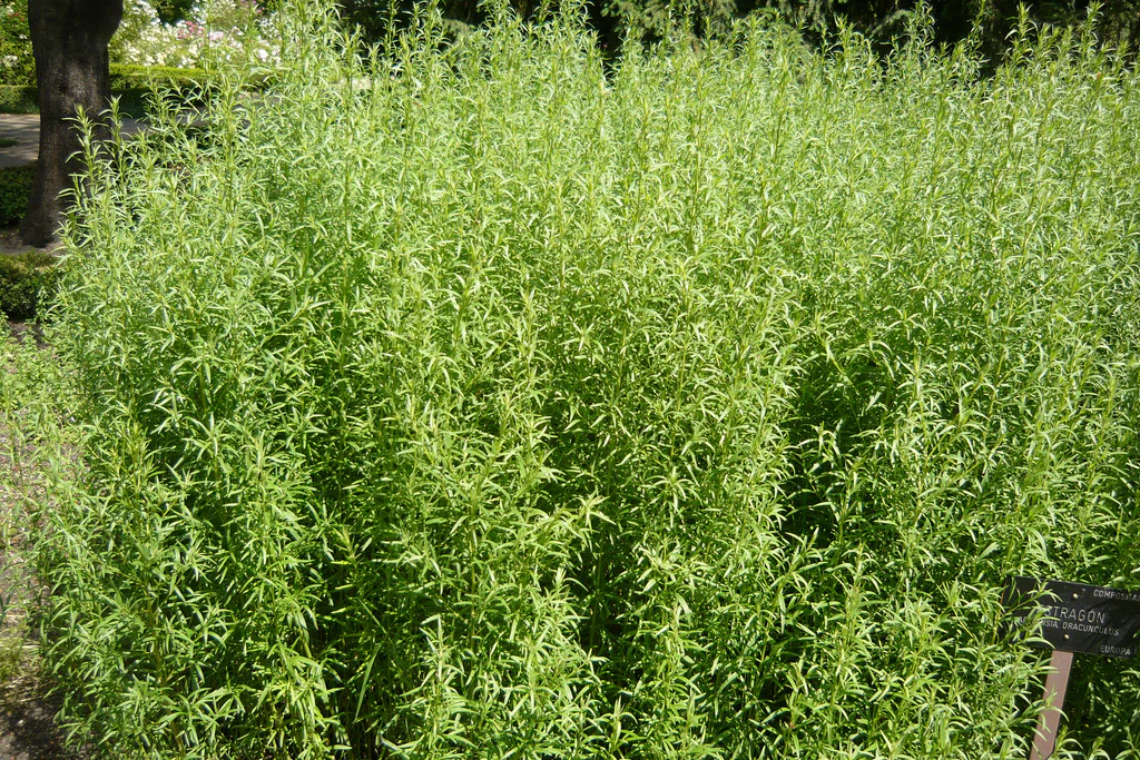 Manfaat Tarragon Artemisia Dracunculus